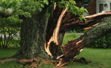 emergency tree service knoxville tennessee