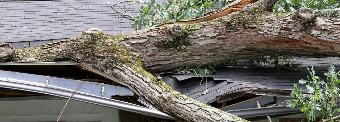 hero tree fallen on house emergency services knoxville tennessee