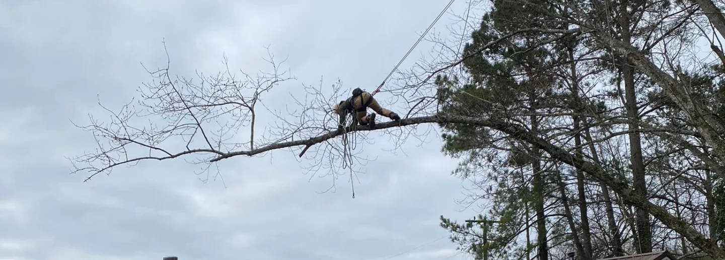 hero tree removal tree service over house knoxville tennessee
