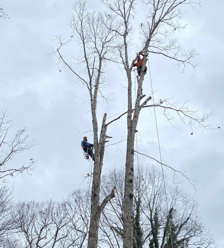 hero two men in trees trimming tree service knoxville tennessee