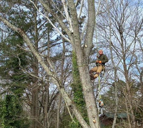man looking tree service knoxville tennessee