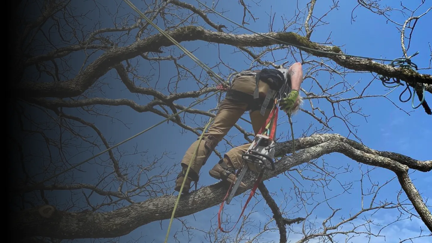 tree service man in tree knoxville tennessee 2