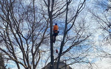 tree service trimming man orange shitr knoxville tennessee